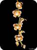 Chiloschista extinctoriformis